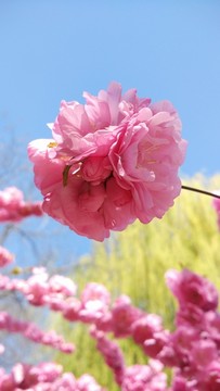 一朵桃花