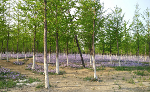 銀杏林 紫色小花