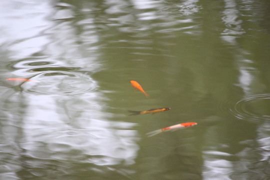 紅魚