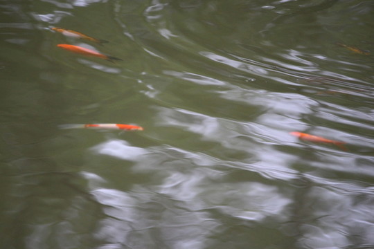 紅魚