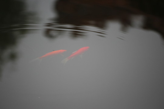 紅魚