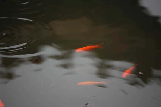 游魚