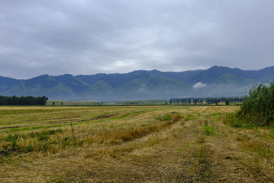 田野