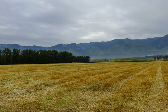 田野