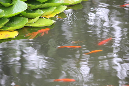 游魚