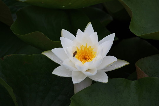 睡蓮