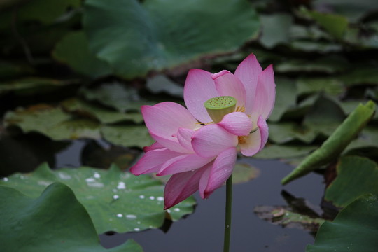 荷花