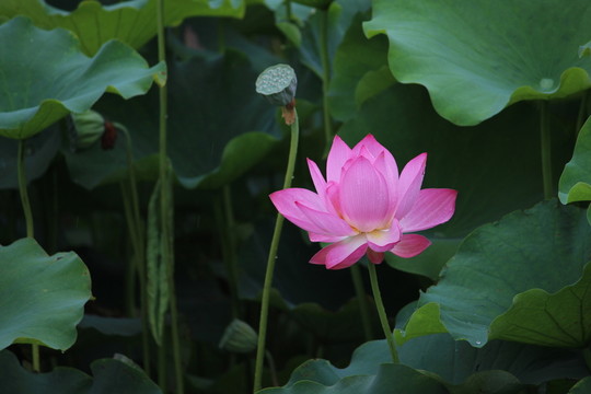 荷花