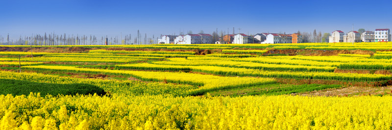 油菜花 花海