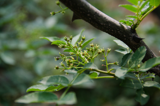 花椒樹 花椒 花椒芽