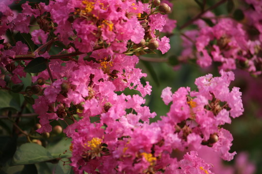 山花