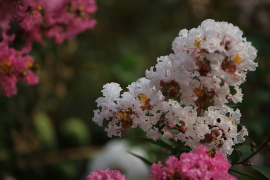 山花