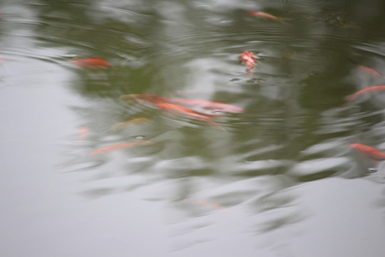 紅魚