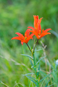 山野花