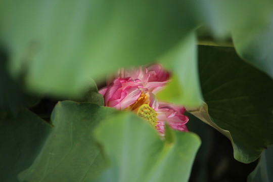 荷花