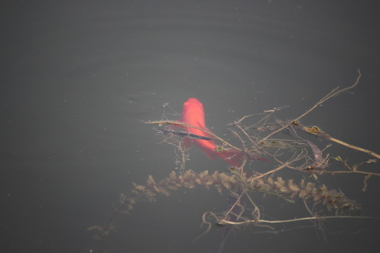 紅魚