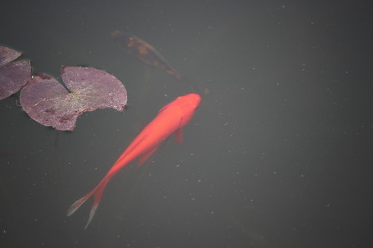 池塘 游魚