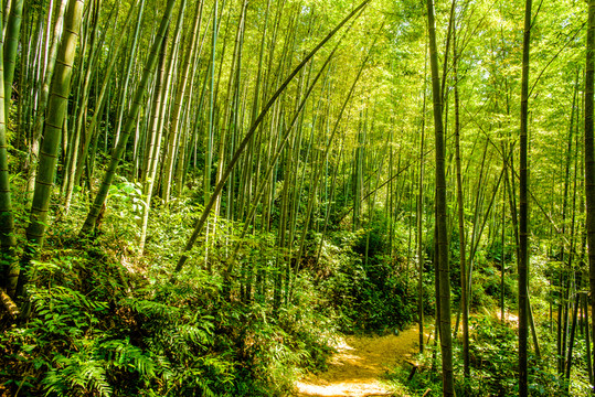 陽光竹林小路