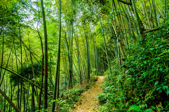 陽(yáng)光竹林小路