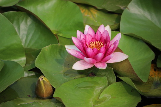 睡蓮