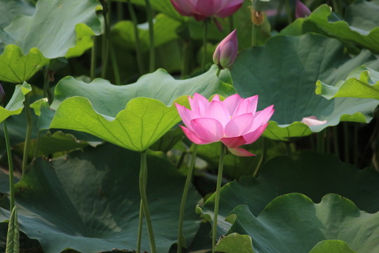 荷花