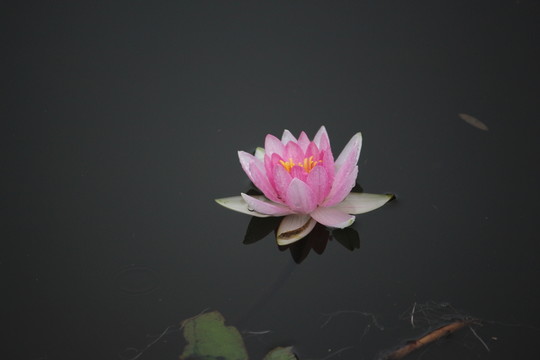 睡蓮