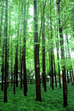 杉樹林雨景
