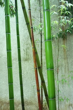 竹子