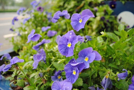 牽牛花
