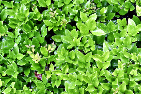 植物墙 绿叶素材绿叶背景