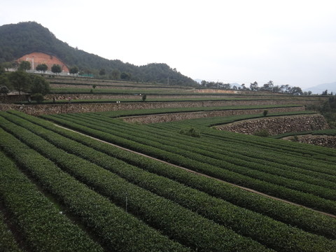 茶葉基地
