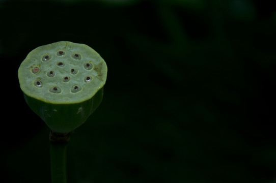 寫意蓮蓬攝影圖