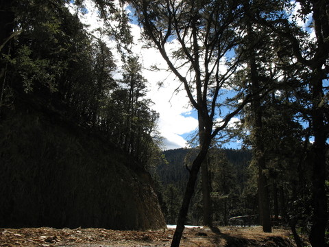 樹林