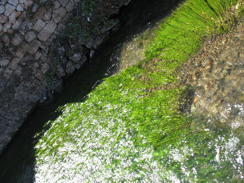 水草