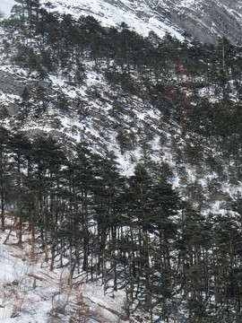 針葉林