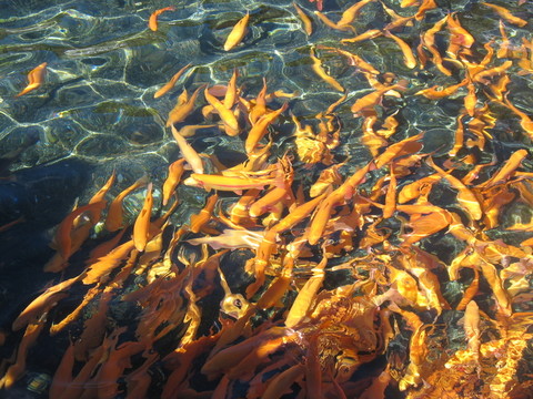 鮭魚