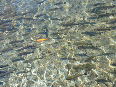 鮭魚