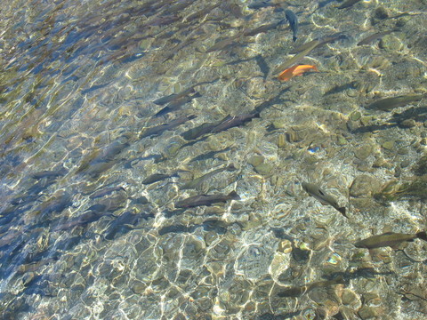鮭魚(yú)