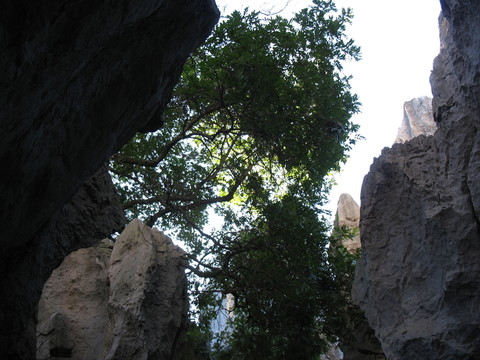 石林
