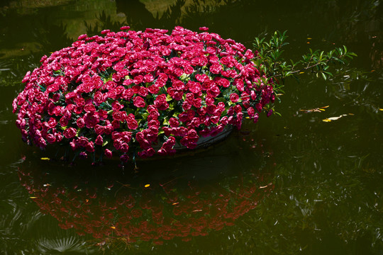 紅花