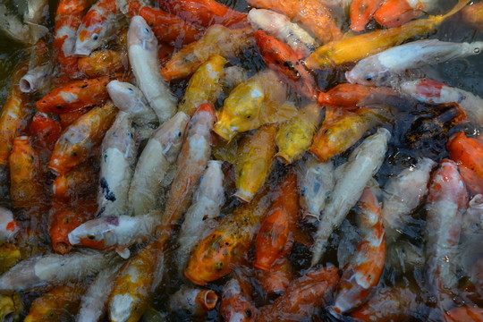 金魚