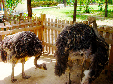 駝鳥 動物 鳥類 動物園