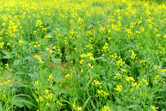 金黃色油菜花