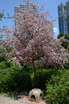 櫻花