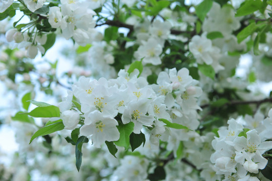 蘋果花  白色花