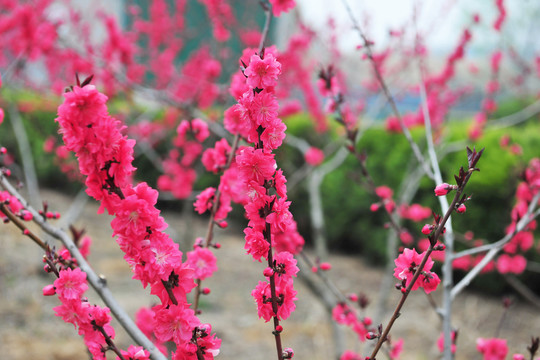 桃花紅