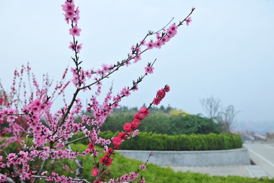 公園風(fēng)景 桃花盛開