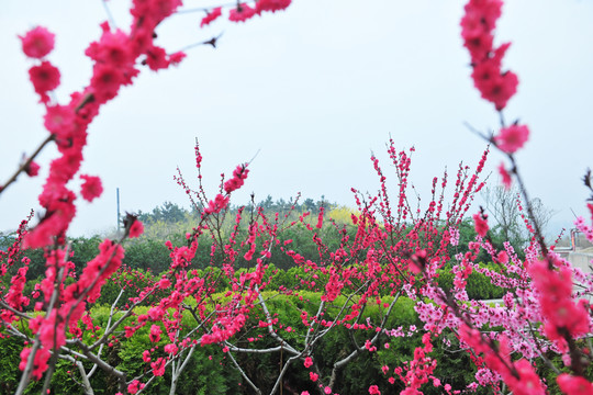 桃花 桃園  果園
