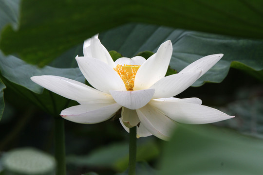 白荷花