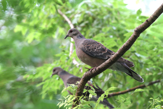 山斑鳩